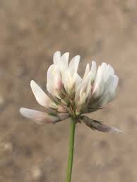 Trifolium nigrescens Viv., Ball clover (World flora) - Pl@ntNet identify