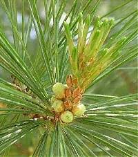 Pinus strobus - Online Virtual Flora of Wisconsin