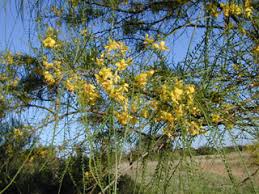 Parkinsonia aculeata (Retama) | Native Plants of North America