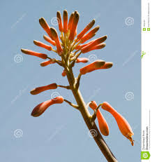 Aloe Vera-Blume Lizenzfreies Stockfoto - Bild: 7052425 - aloe-vera-blume-7052425