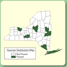 Ulmus glabra - Species Page - NYFA: New York Flora Atlas