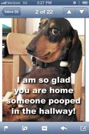 Cute Quotes On Animals : Funny Pics and Quotes of Animals. Cute ... via Relatably.com