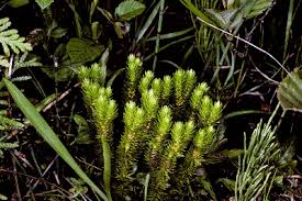 Huperzia selago - Michigan Flora