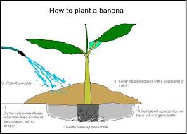 Image result for how to grow banana