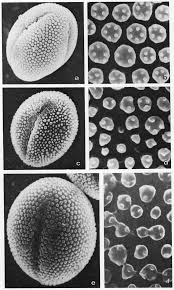 Distyly and Pollen Dimorphism in Linum suffruticosum (Linaceae)