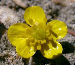 Ranunculus flammula Calflora