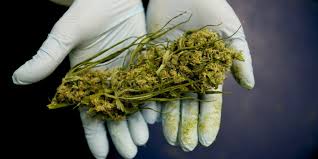Image result for pictures of cannabis