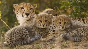 Image result for The Cheetah is much more vulnerable than previously thought