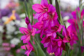 Gladiolus communis subsp. byzantinus (Byzantine Gladiolus) - BBC ...