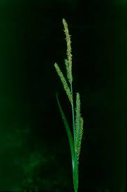 Carex panormitana - Wikispecies