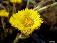 coltsfoot: Tussilago farfara (Asterales: Asteraceae): Invasive Plant ...