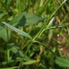 Stellaria longifolia (long-leaved stitchwort): Go Botany