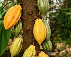 Kakao ağacı resmi