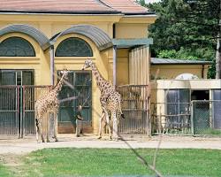 維也納動物園的圖片