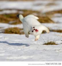 funny-happy-stoat-jumping-weasel.jpg via Relatably.com