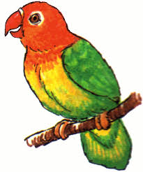 Image result for image of parrot