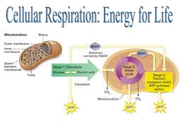 Image result for cellular respiration