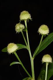 Dichrocephala integrifolia (L.f.) Kuntze | Plants of the World Online ...