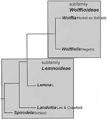 Duckweed (Lemnaceae): Its Molecular Taxonomy ... - Frontiers