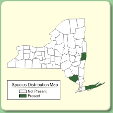 Campanula glomerata - Species Page - NYFA: New York Flora Atlas