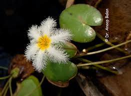 Menyanthaceae Dumort. | Plants of the World Online | Kew Science