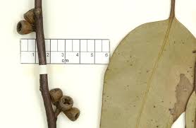 Image result for Eucalyptus fraseri melanobasis