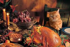 Image result for cats thanksgiving