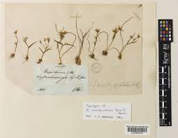 Gagea amblyopetala Boiss. & Heldr. | Plants of the World Online ...