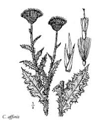 Sp. Carduus affinis - florae.it