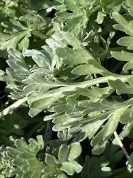 Artemisia vallesiaca All., Assenzio del Vallese (Flora mondiale) - Pl ...