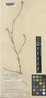 Dianthus tripunctatus Sm. | Plants of the World Online | Kew Science