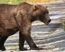 Otis, the 27-year-old brown bear, winner of Fat Bear Week 2023