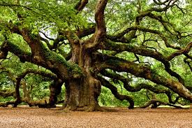 http://lunaswitchescloset.blogspot.com/2015/07/witches-magical-tree-room-nine-sacred.html
