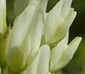 Astragalus cicer (Chickpea Milk-vetch): Minnesota Wildflowers