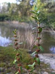 Ammannia verticillata (Ard.) Lam.