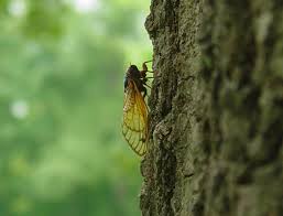 cicada on tree에 대한 이미지 검색결과