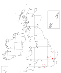 Melampyrum arvense | Online Atlas of the British and Irish Flora