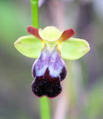 Ophrys fusca – Wikipédia, a enciclopédia livre