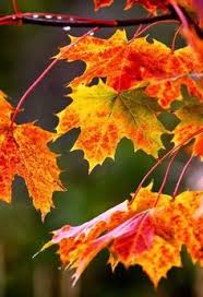 Resultado de imagem para folhas de outono