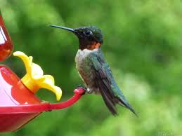 Image result for hummingbird feeder