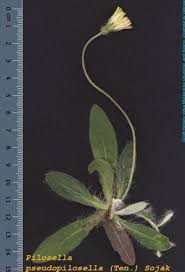 Pilosella pseudopilosella (Ten.) Soják - Herbari Virtual del ...
