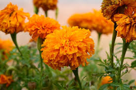 Image result for Marigold Flowers