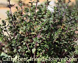 Image result for edible plants Thyme