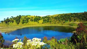 Image result for TELAGA DRINGO
