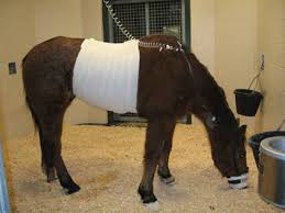 Image result for colicing horse