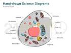 Double door freeze diagrams of animal cells