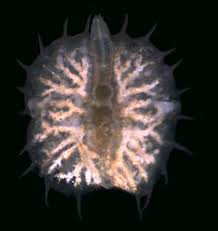Image result for Myzostoma costatum