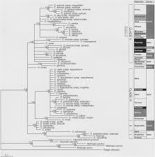 Phylogenetic relationships and evolution of morphological ...