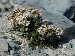 Pritzelago alpina ssp brevicaulis (Alpine Hutchinsia) - The Alpine ...