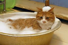 Image result for cats in tub of suds